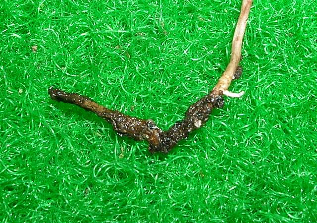 Una  misteriosa  Cordyceps